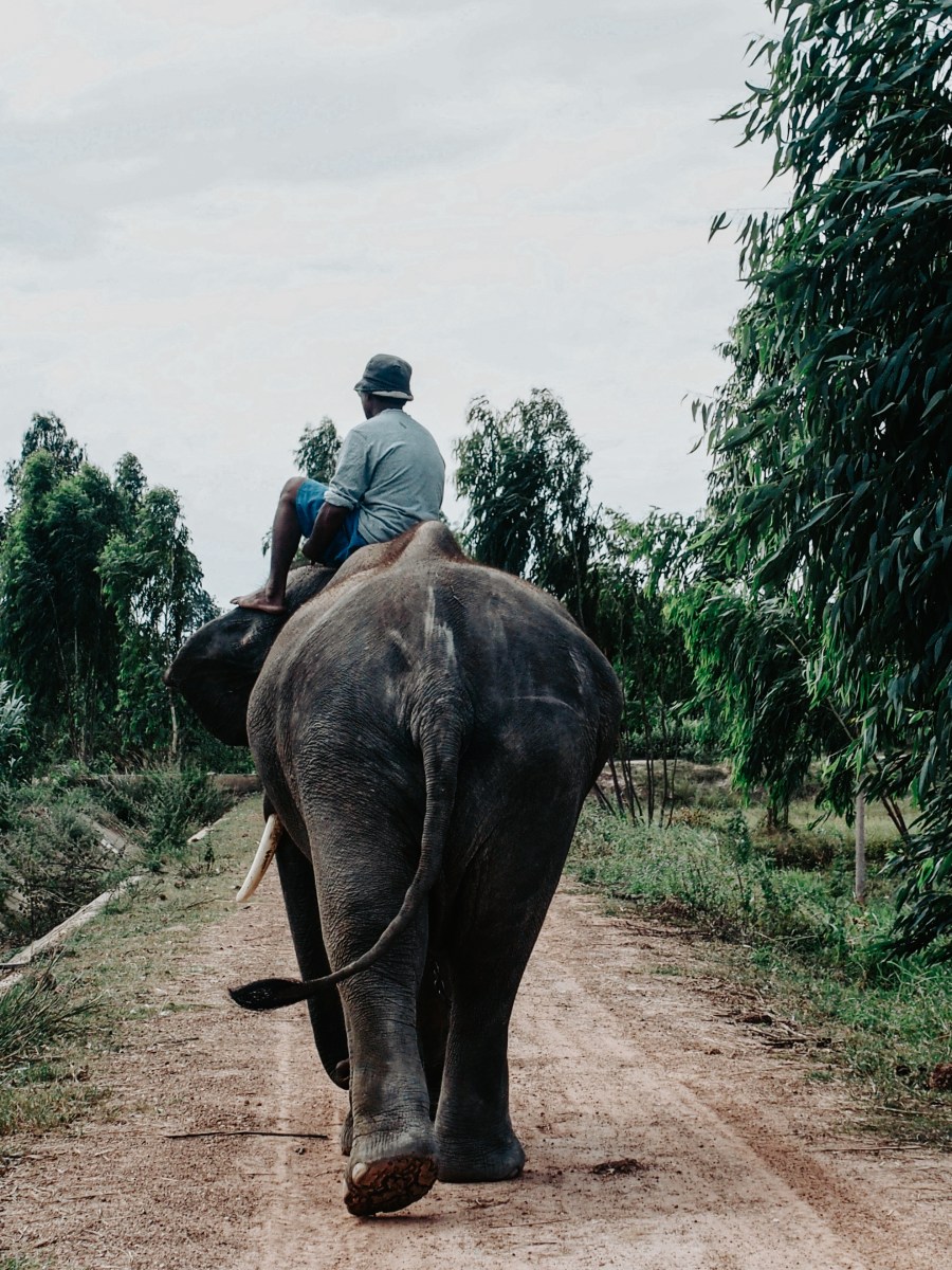 Partir en mission humanitaire pendant 4 mois en&nbsp;Thaïlande.
