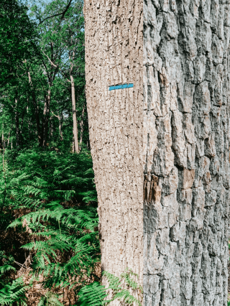 3 jours de randonnée à côté de Paris : de Cesson à&nbsp;Fontainebleau.